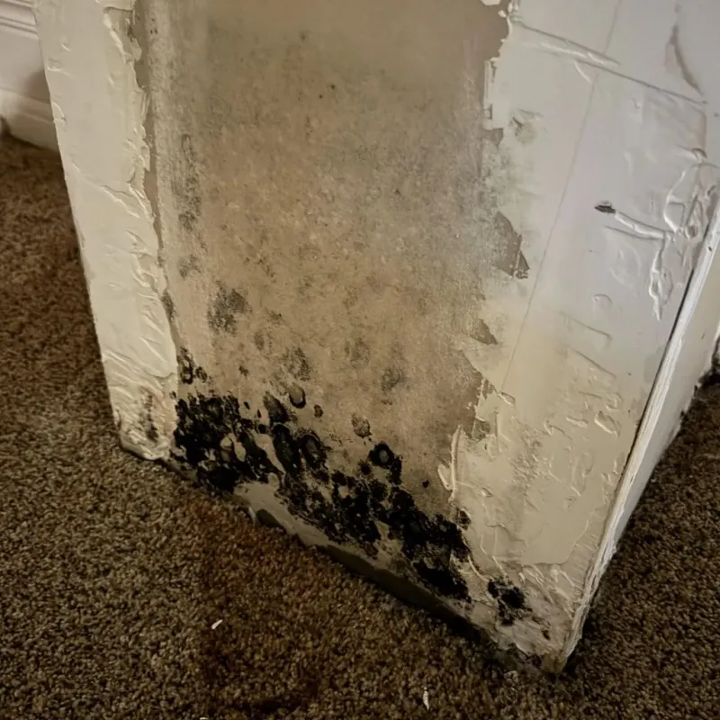 Professional Mold Removal in Larose, LA
